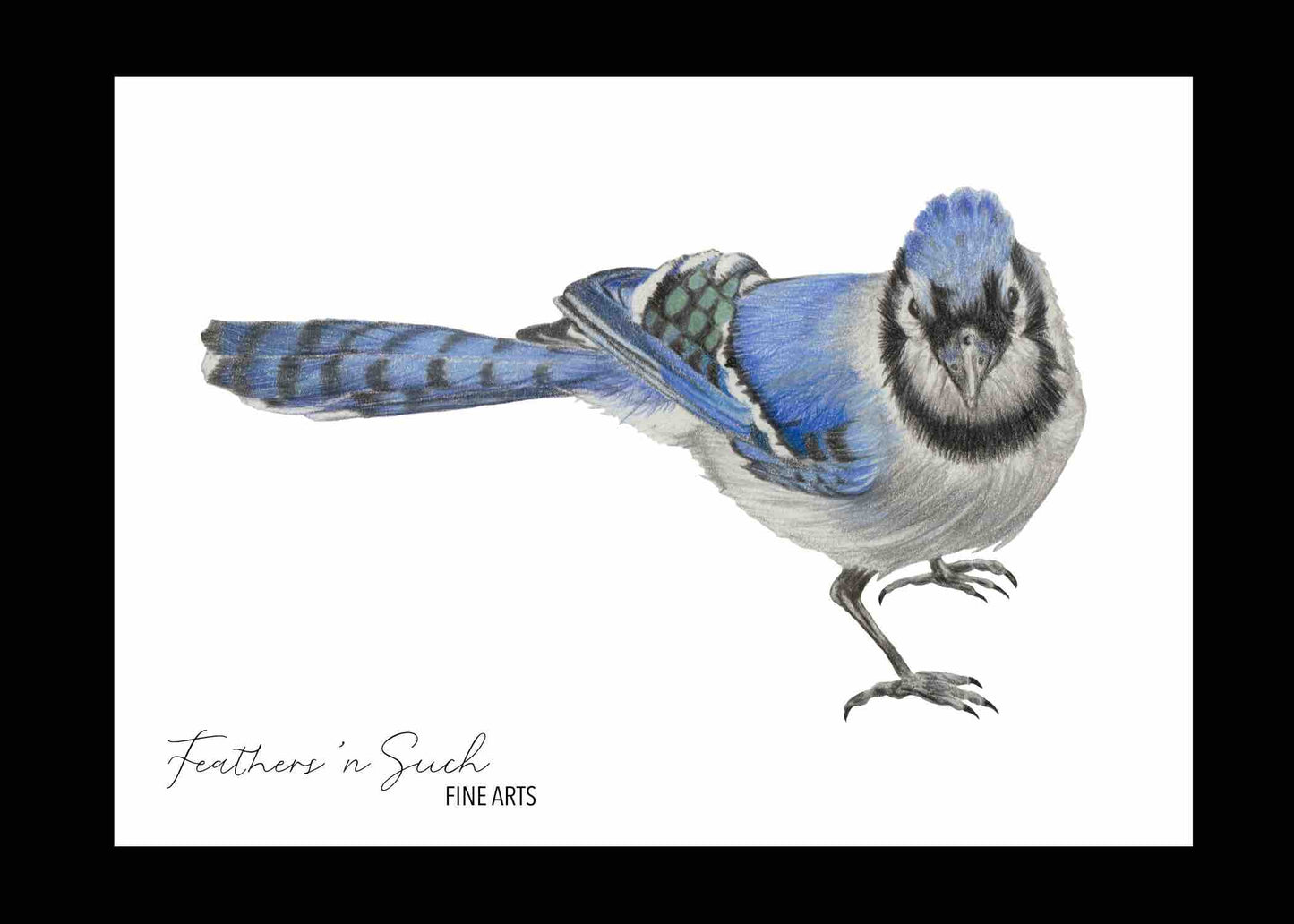 Blue Jay