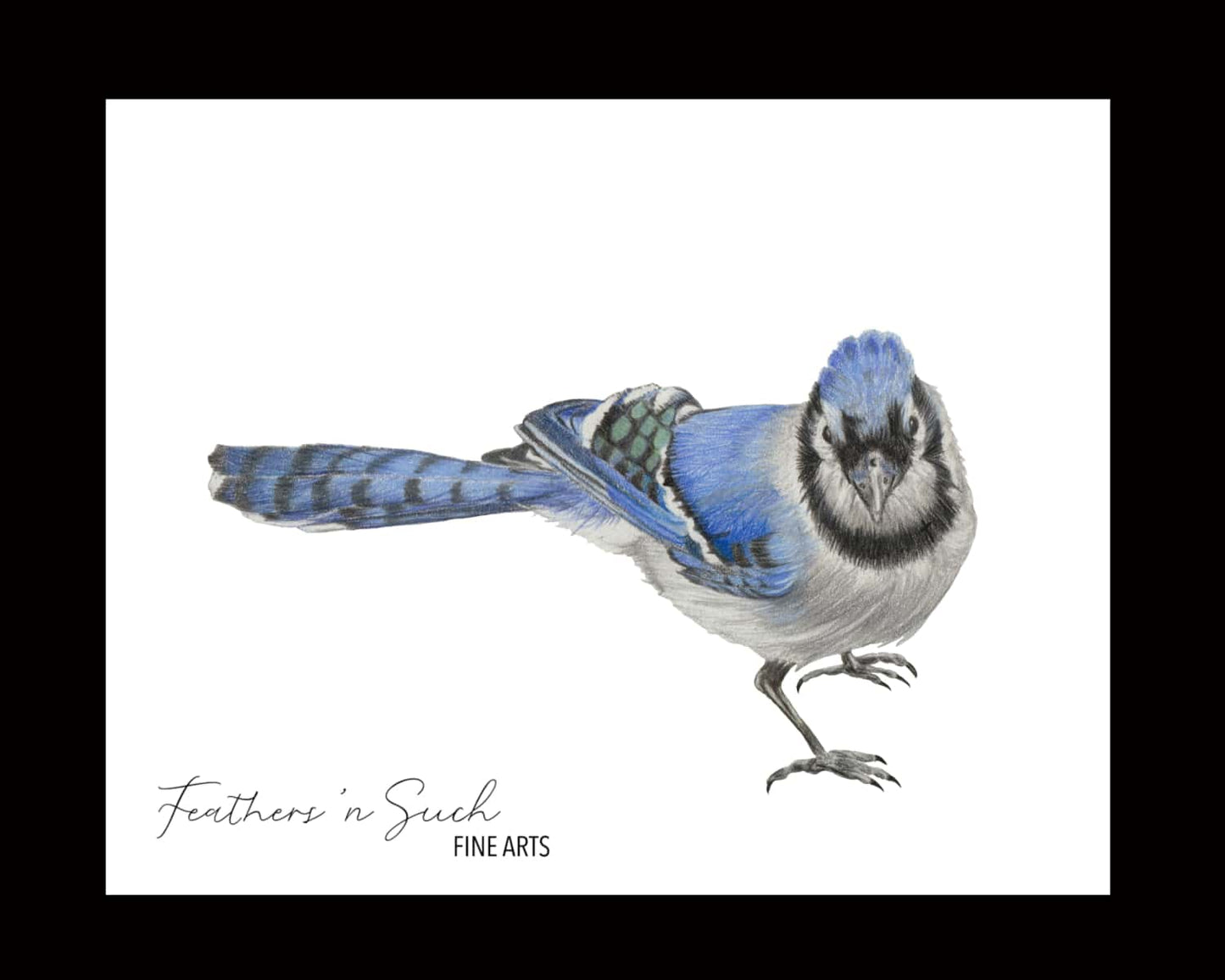 Blue Jay
