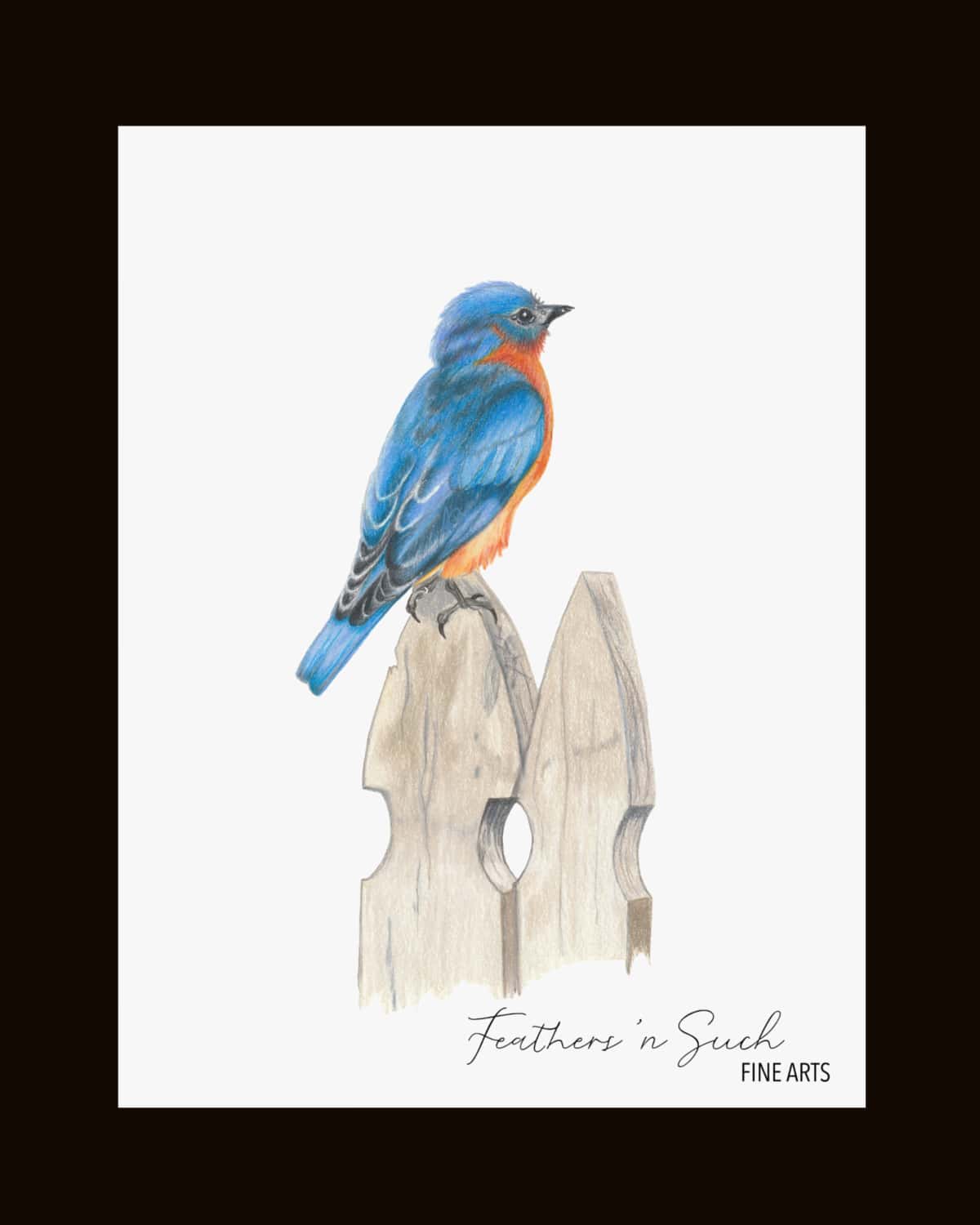Bluebird on Fence