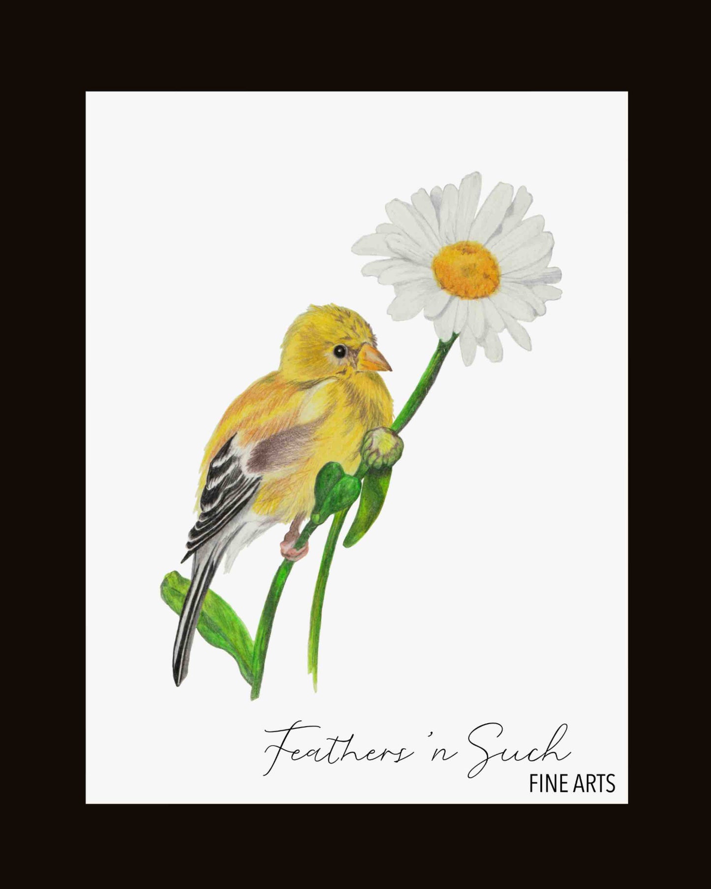 American Goldfinch on Daisy