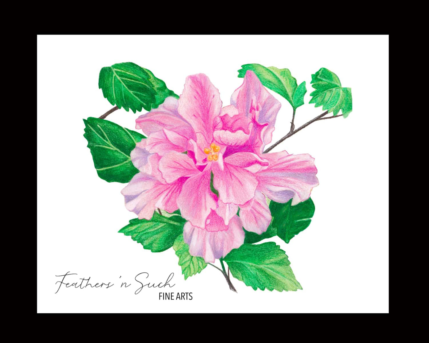 Pink Hibiscus