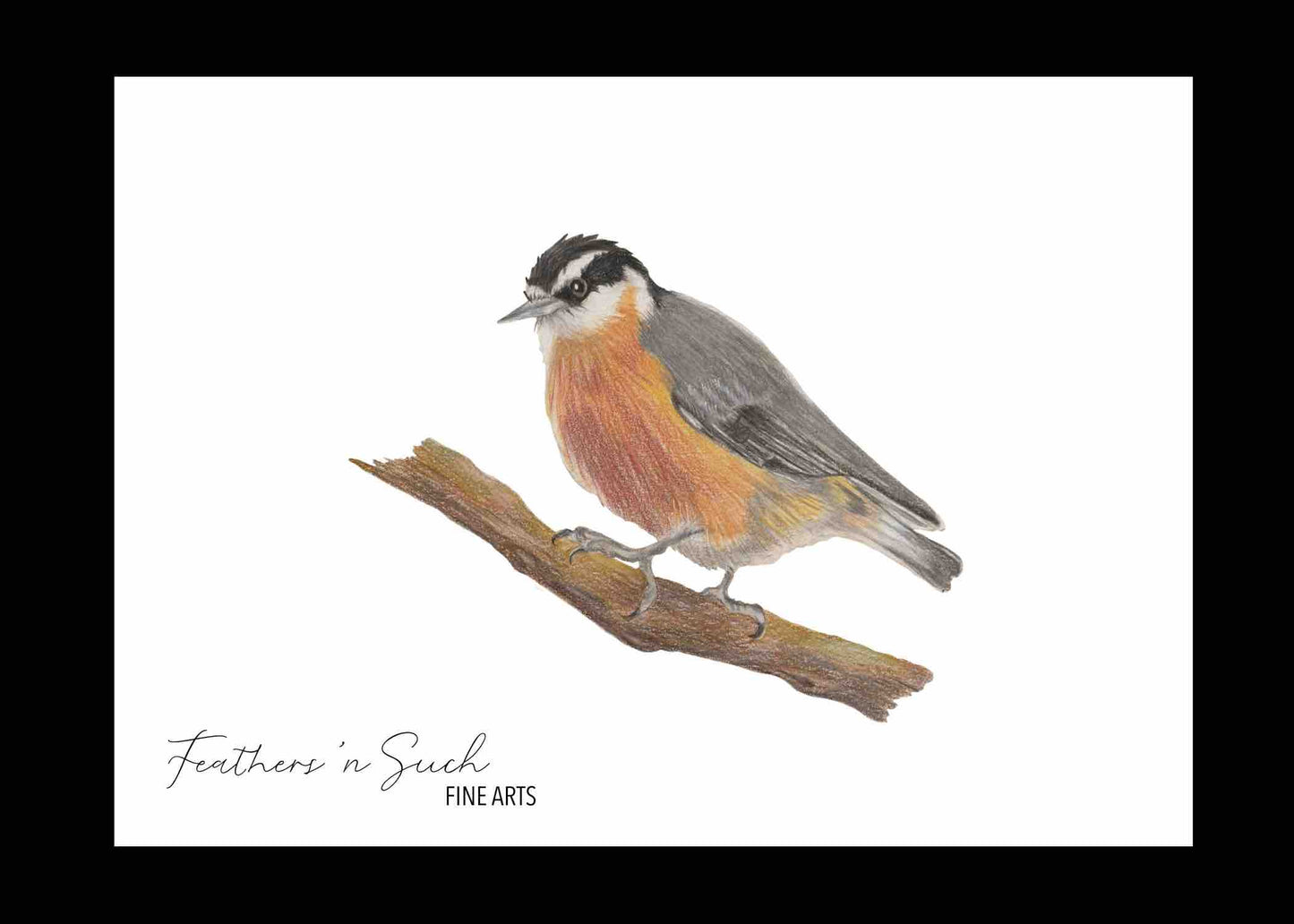 Red-Breasted Nuthatch