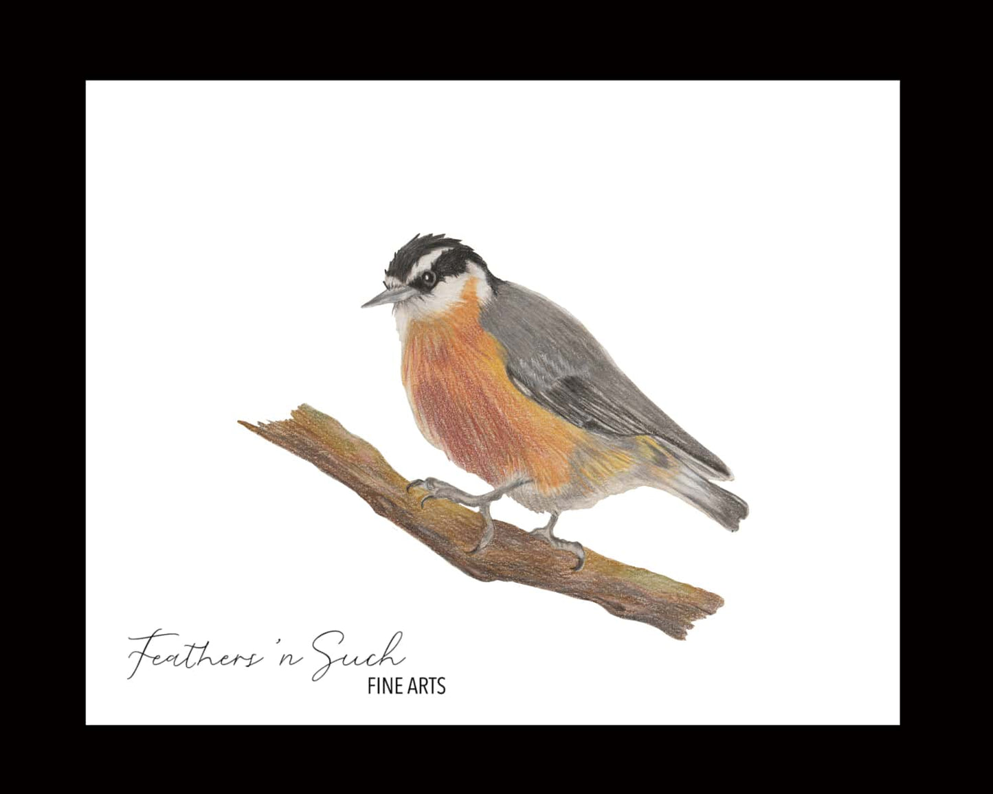 Red-Breasted Nuthatch
