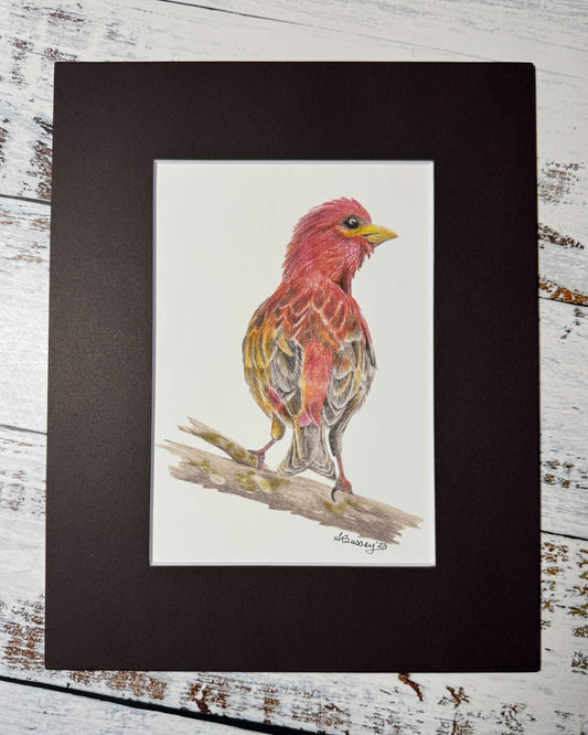 Purple Finch