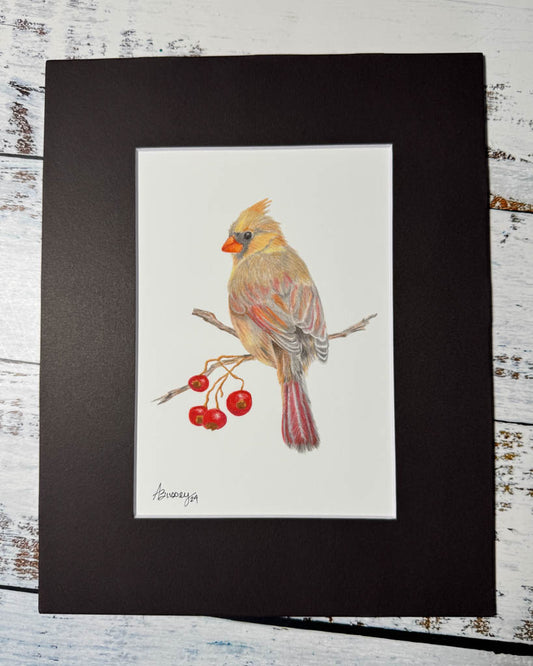 Female Cardinal