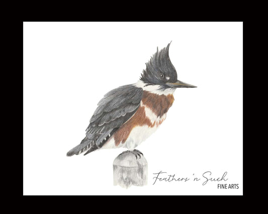 Belted Kingfisher