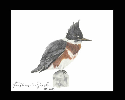 Belted Kingfisher