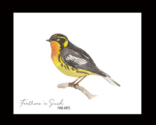 Blackburnian Warbler