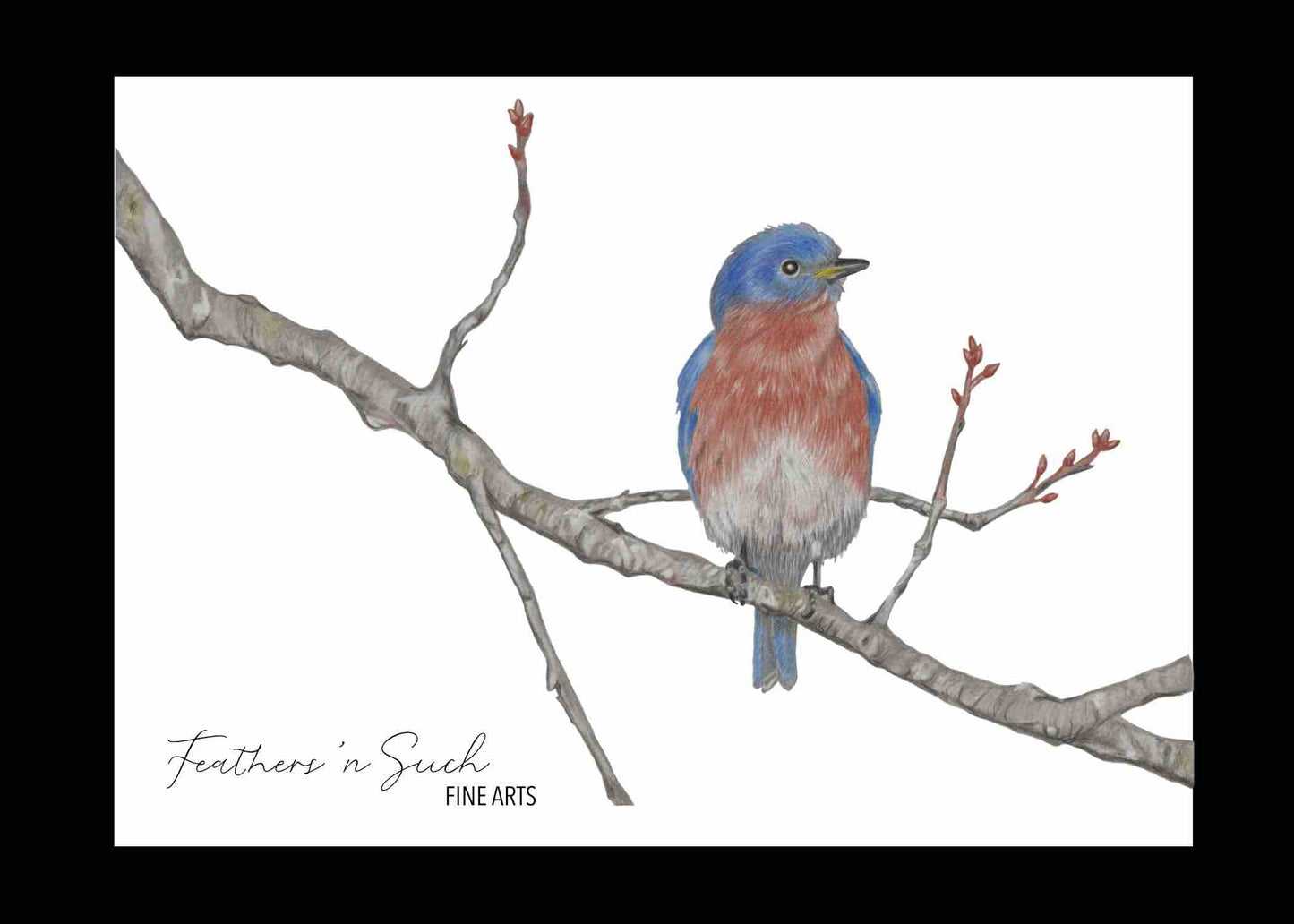 Eastern Bluebird on Buds
