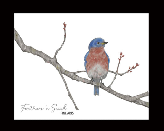 Eastern Bluebird on Buds