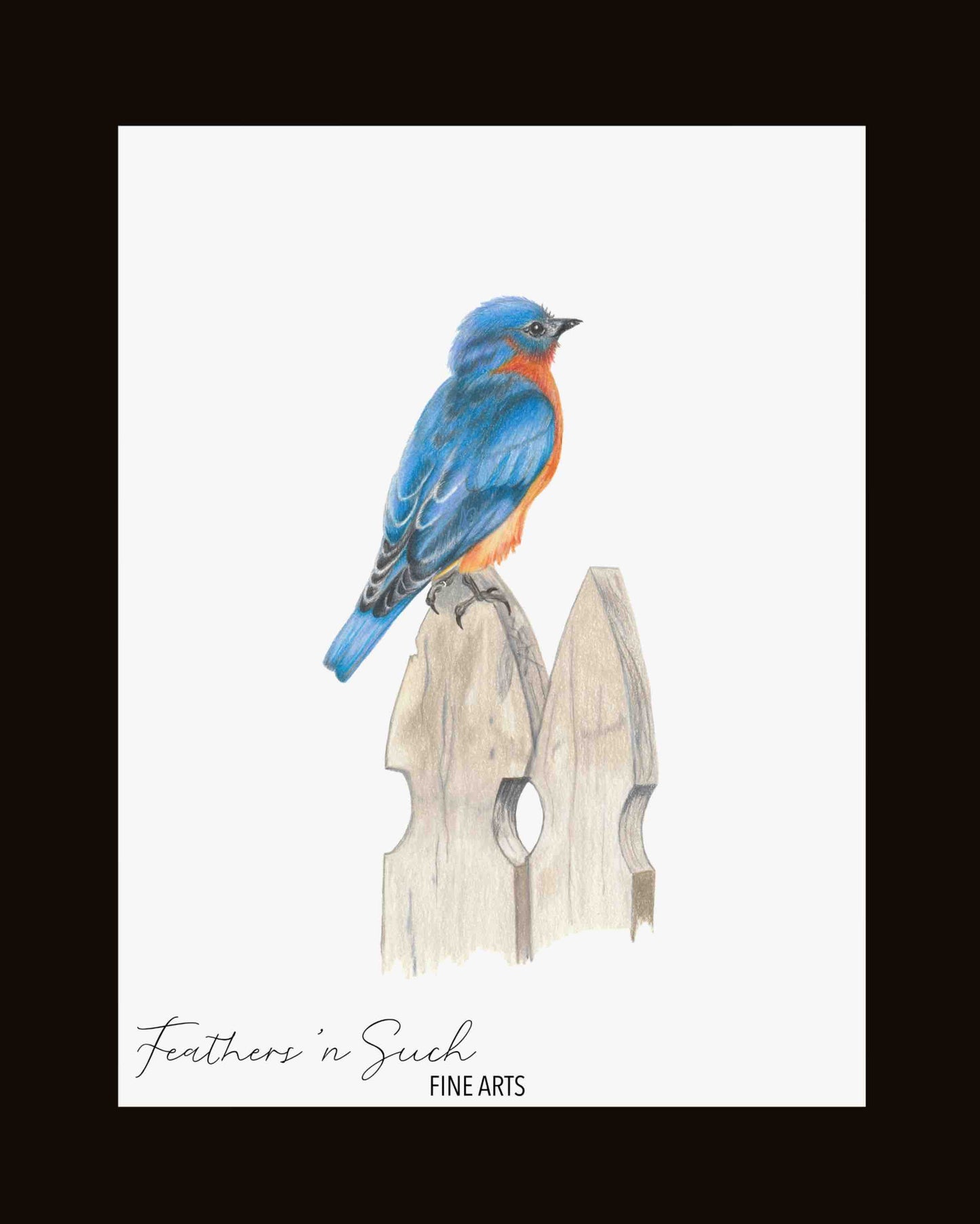 Bluebird on Fence