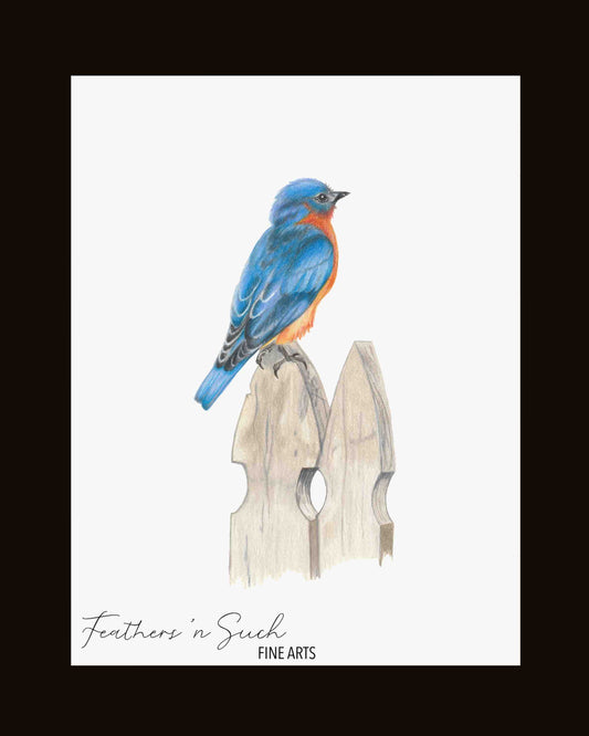Bluebird on Fence