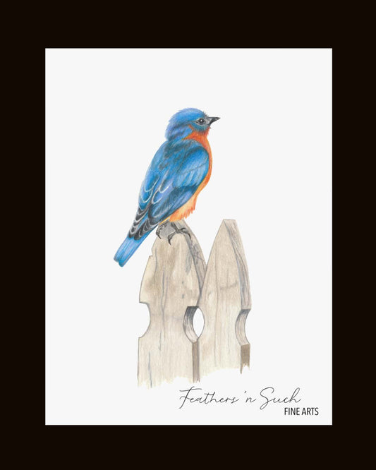 Bluebird on Fence
