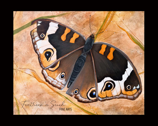 Buckeye Butterfly