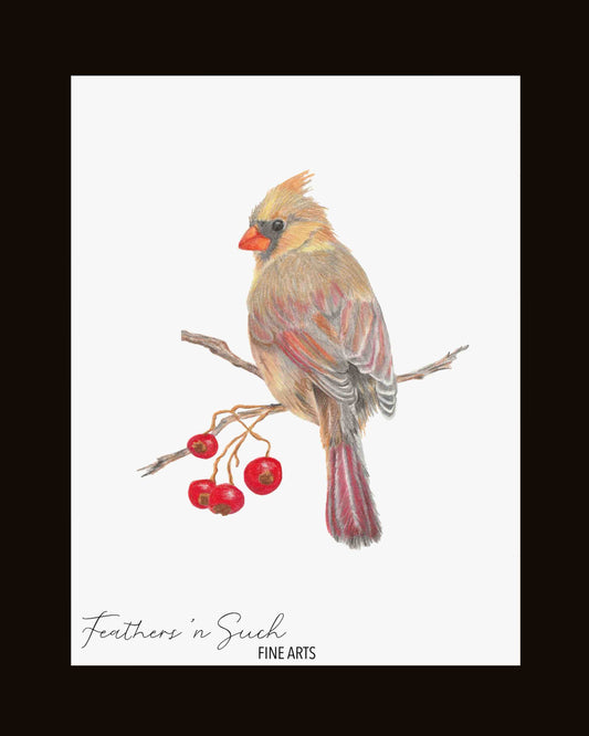 Female Cardinal