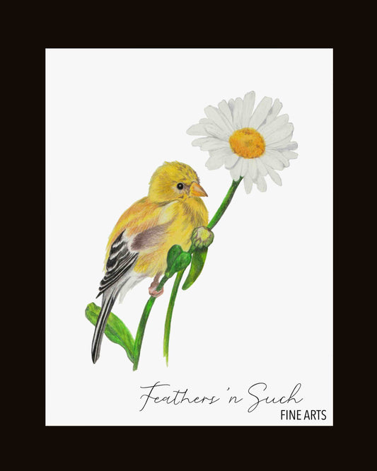 American Goldfinch on Daisy