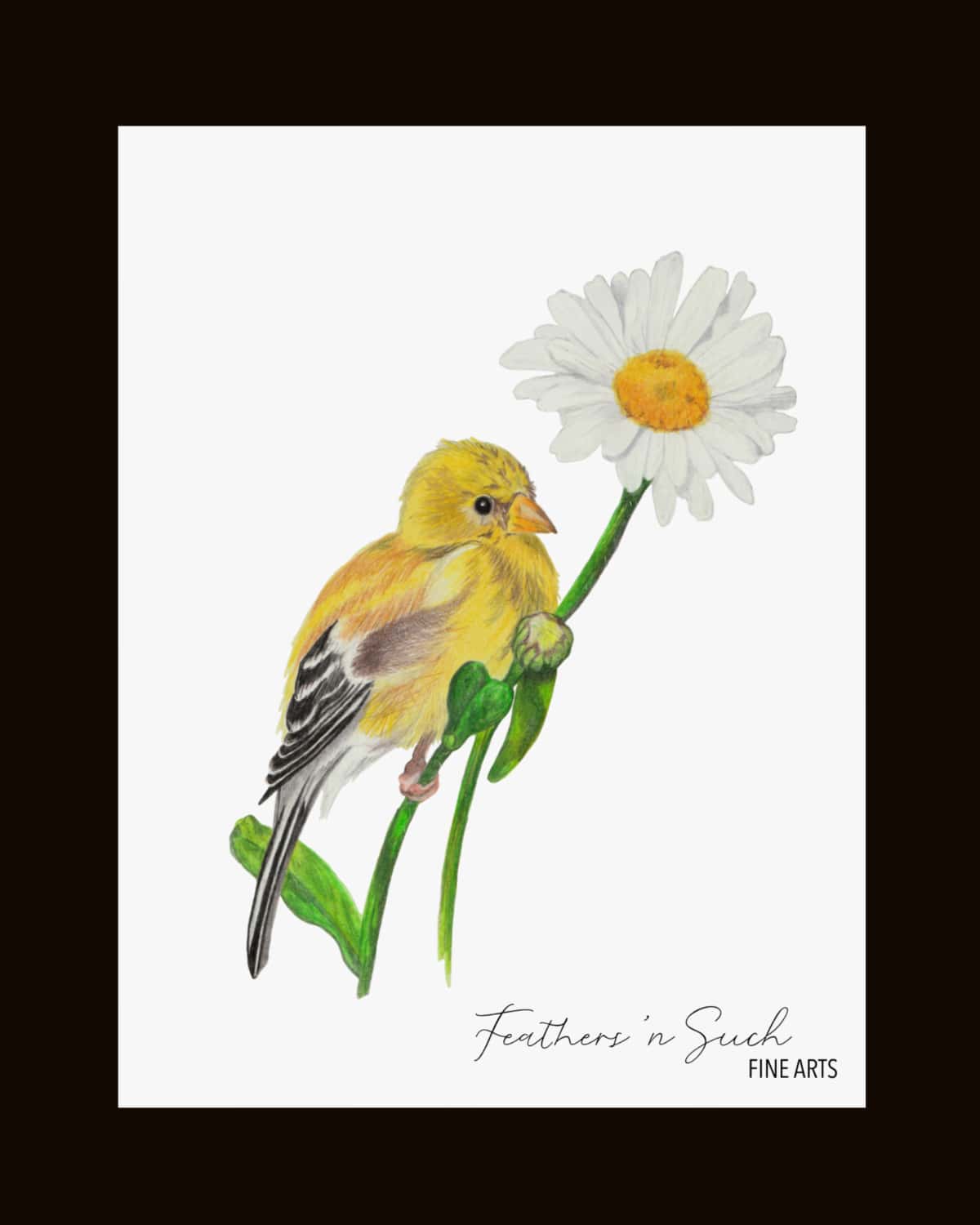American Goldfinch on Daisy