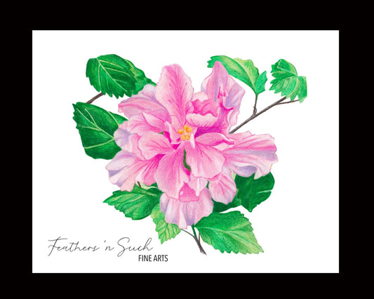 Pink Hibiscus
