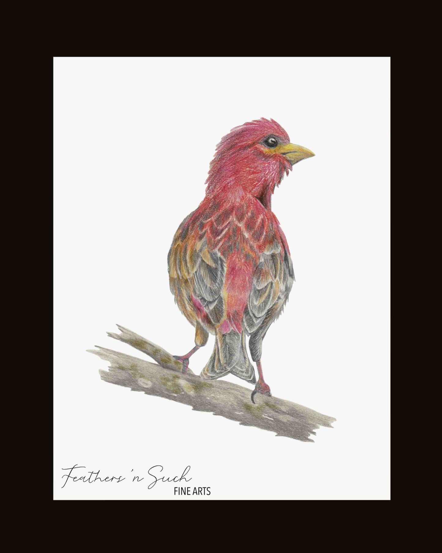 Purple Finch