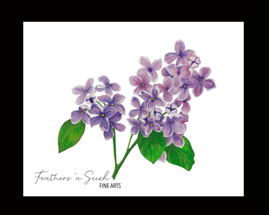 Purple Lilacs