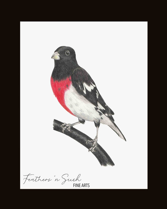 Rose-Breasted Grosbeak