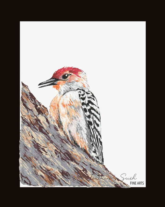 Red-Bellied Woodpecker