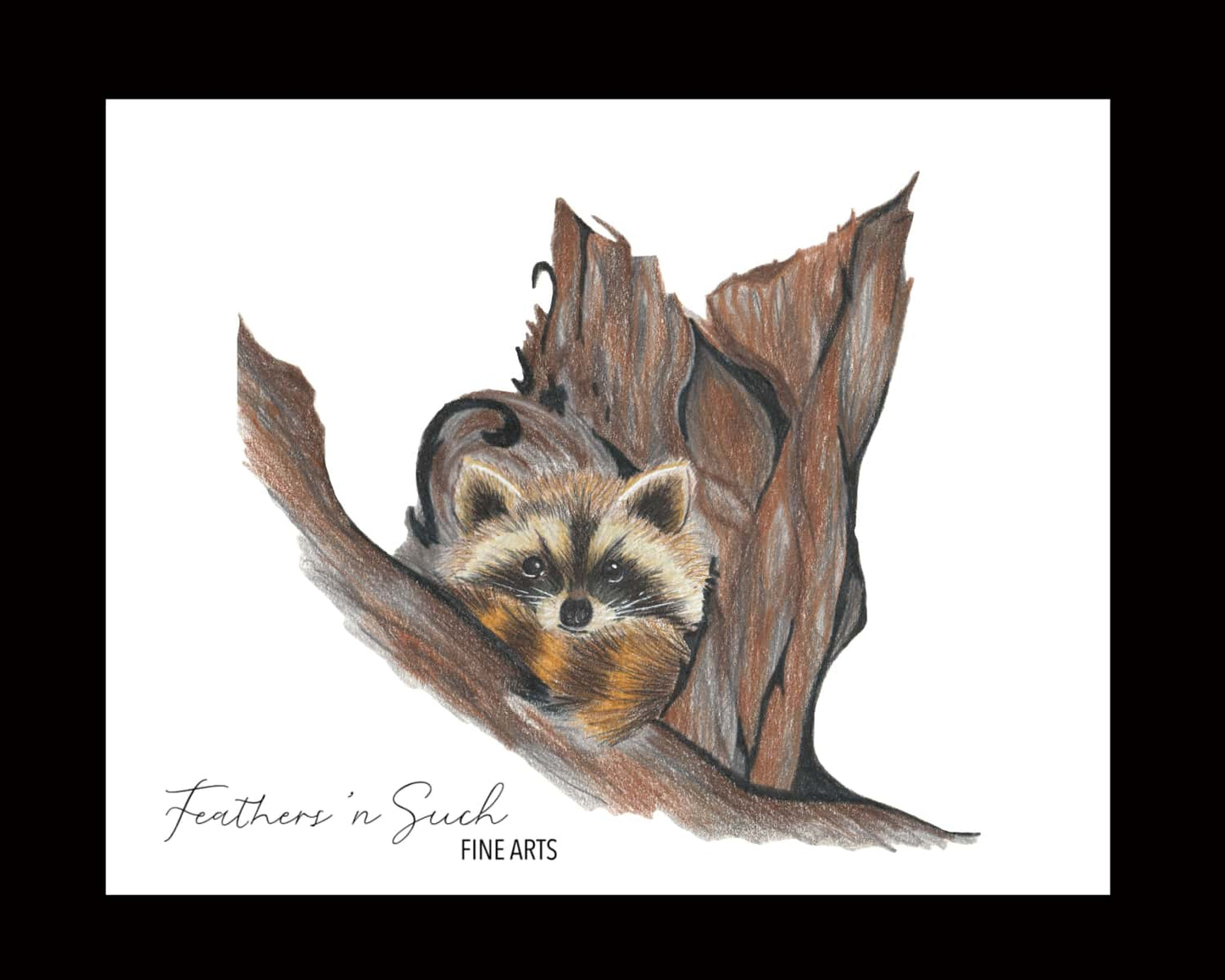 Raccoon