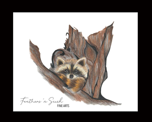 Raccoon