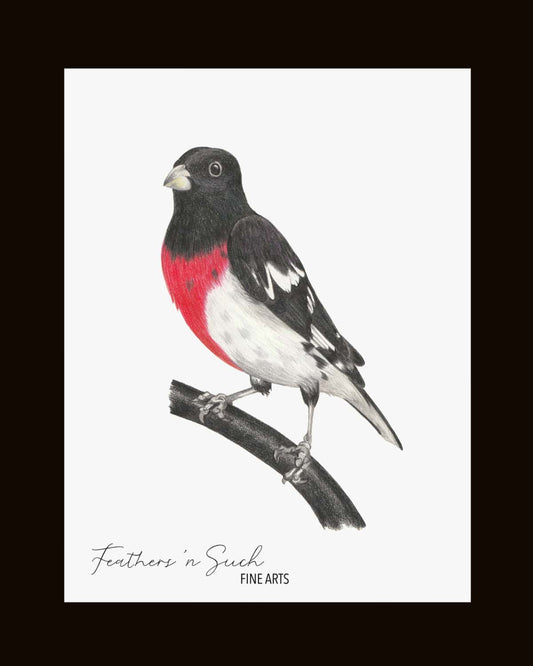 Rose-Breasted Grosbeak